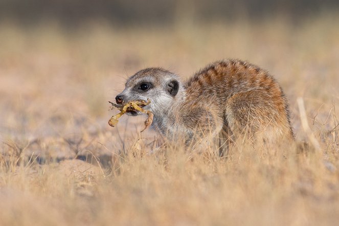 Meerkat Manor: Rise of the Dynasty - Film