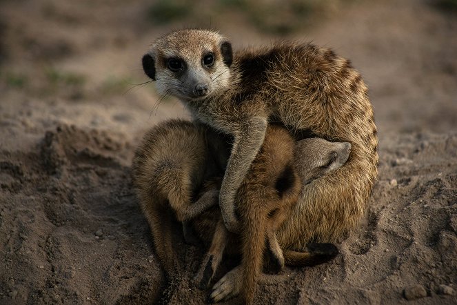 Meerkat Manor: Rise of the Dynasty - Photos