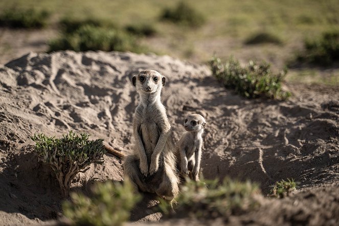 Meerkat Manor: Rise of the Dynasty - Film