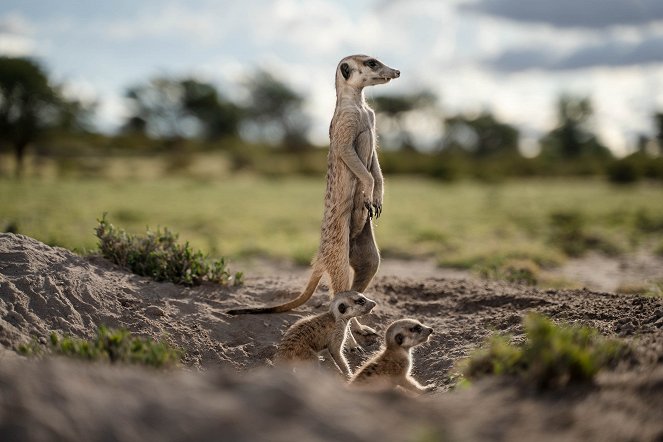 Szurikáták udvarháza: a dinasztia felemelkedése - Filmfotók