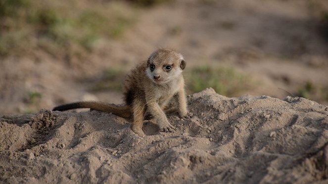 Meerkat Manor: Rise of the Dynasty - Film