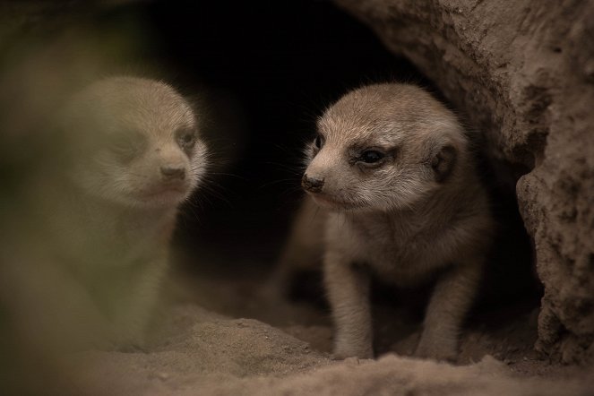 Meerkat Manor: Rise of the Dynasty - Filmfotos