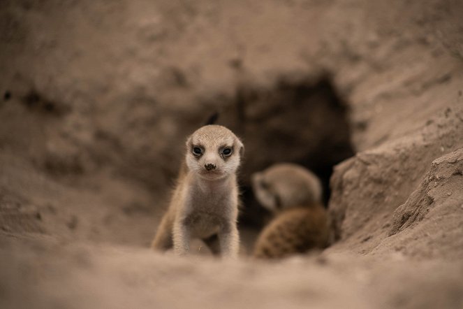 Szurikáták udvarháza: a dinasztia felemelkedése - Filmfotók