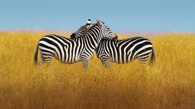 The Mating Game - Grasslands: In Plain Sight - Photos