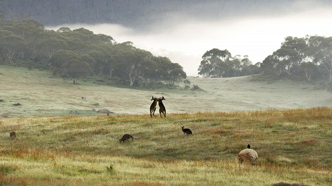 The Mating Game - Grasslands: In Plain Sight - De filmes