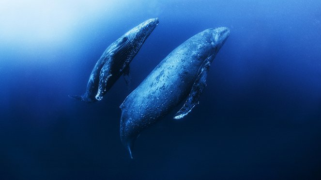 The Mating Game - Oceans: Out of the Blue - Do filme
