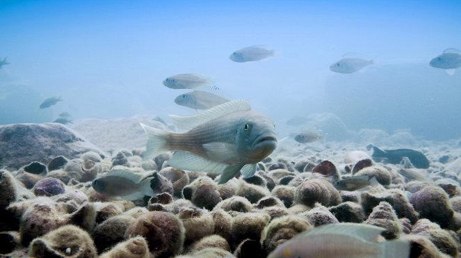 The Mating Game - Oceans: Out of the Blue - Photos