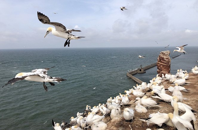 Helgoland - Wilde Welt am roten Felsen - Z filmu