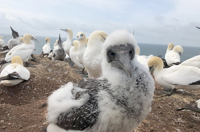 Helgoland - Wilde Welt am roten Felsen - Filmfotos