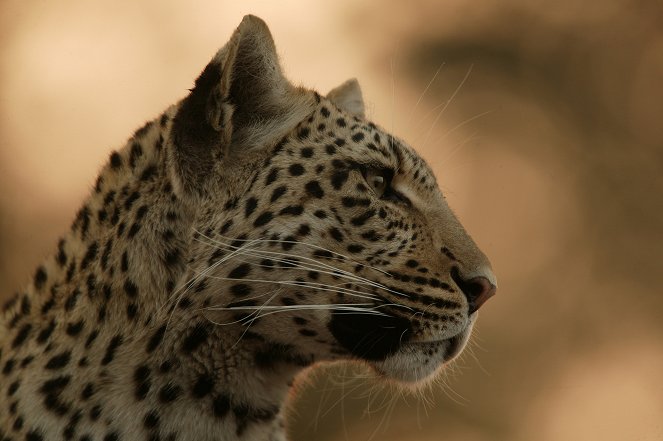 Eye of the Leopard (Revealed) - Do filme