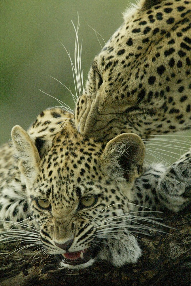 Die Leopardin: Vom Jungtier zur Jägerin - Filmfotos