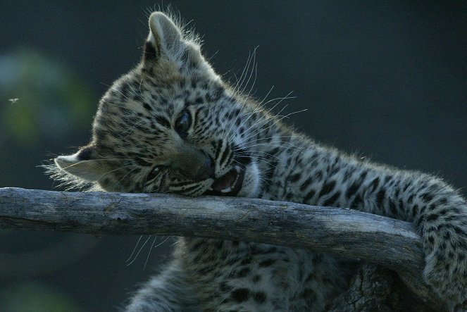 A leopárd szeme - Filmfotók