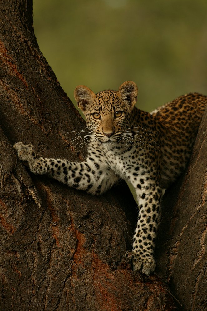 Eye of the Leopard (Revealed) - Photos