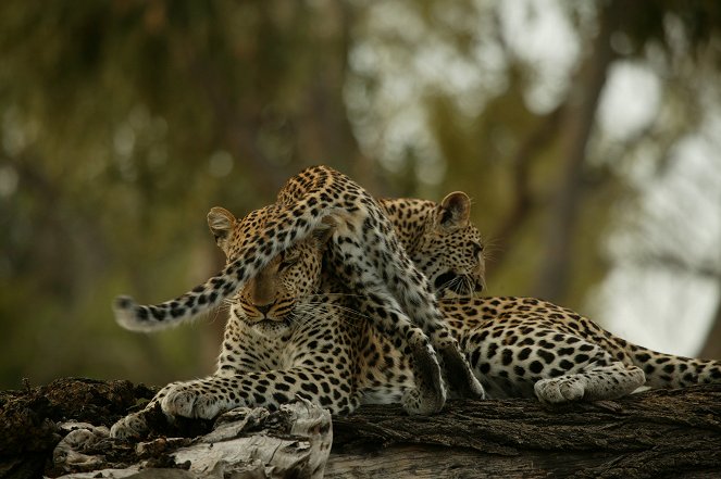 A leopárd szeme - Filmfotók
