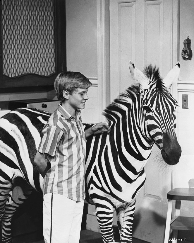Zebra in the Kitchen - Z filmu