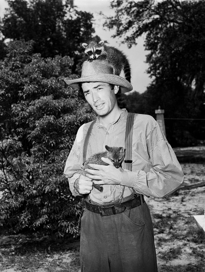 The Yearling - Photos - Gregory Peck