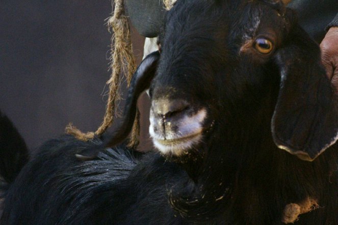 Black Goat - De la película