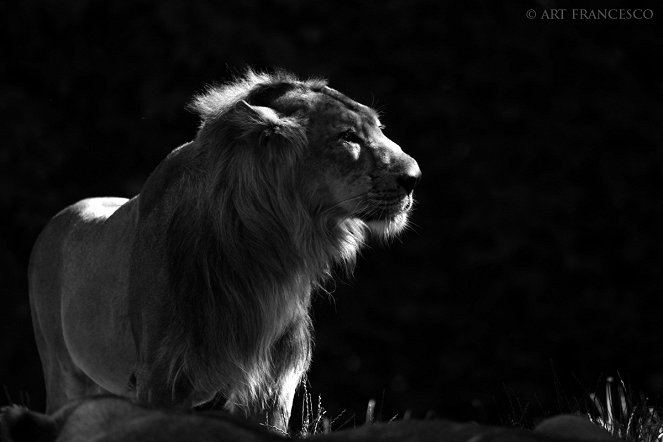 When the Lion Roars - Photos