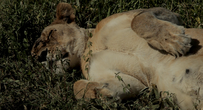 War of the Lions - Kuvat elokuvasta