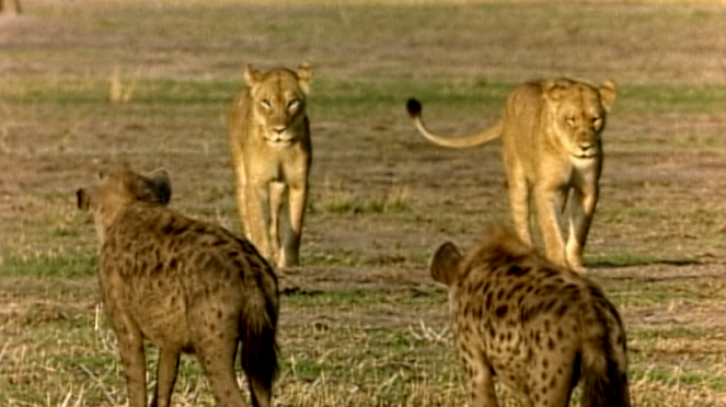 Eternal Enemies: Lions and Hyenas (Revealed) - Film