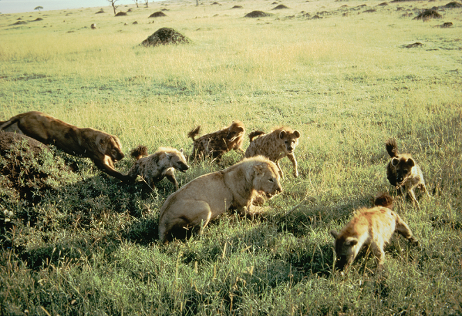 Lvi a hyeny: Věční nepřátelé - Z filmu