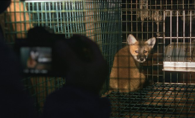 Eläinoikeusjuttu - Filmfotos