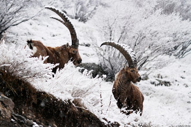 Ibex: Wild Goat of the Alps - Photos
