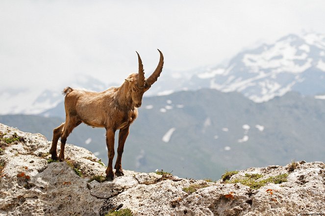 Ibex: Wild Goat of the Alps - Photos