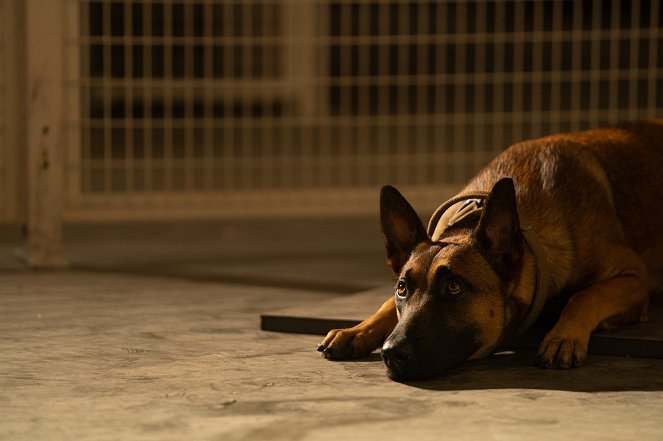 Dog – Das Glück hat vier Pfoten - Filmfotos