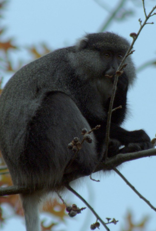 Land of Primates - Kuvat elokuvasta