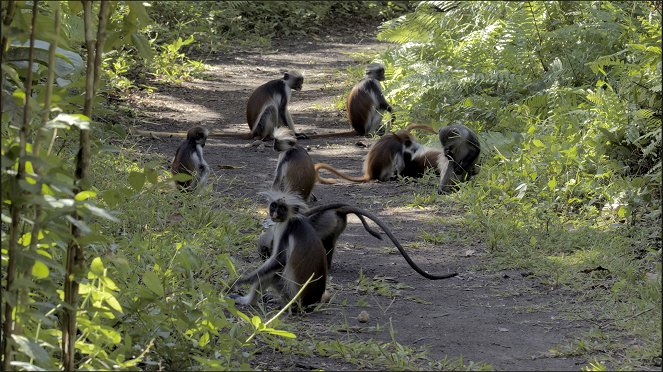 Land of Primates - Do filme