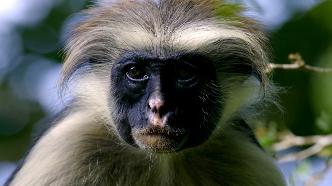 Land of Primates - Kuvat elokuvasta