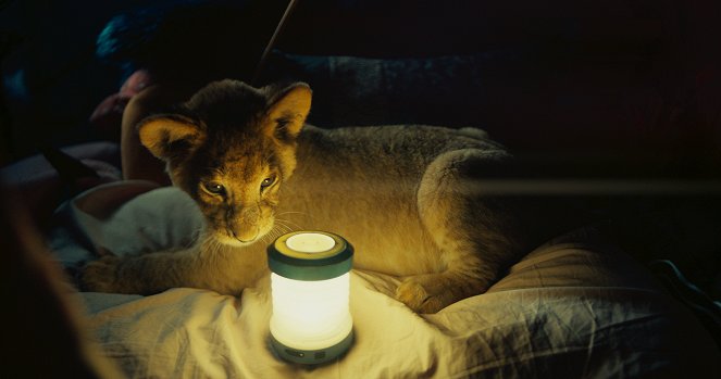 King - Egy kis oroszlán nagy kalandja - Filmfotók