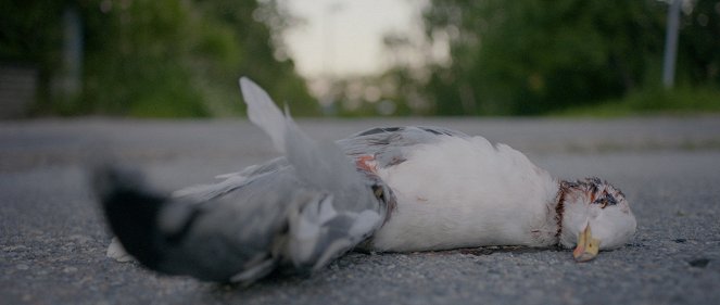 Animals I Killed Last Summer - Van film