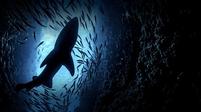 Týden potápění se žraloky - Promo
