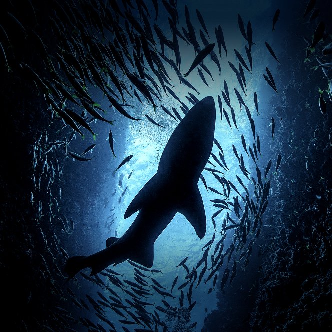Týden potápění se žraloky - Promo