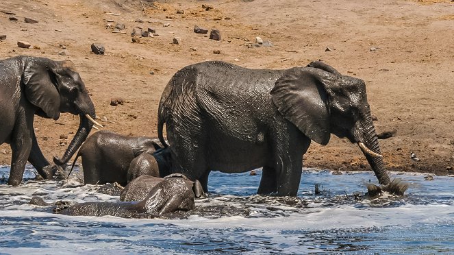 The Heart of the Elephant - De la película