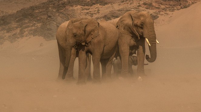 The Heart of the Elephant - Van film
