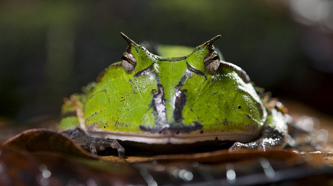 The Mating Game - Jungles: In the Thick of It - Van film