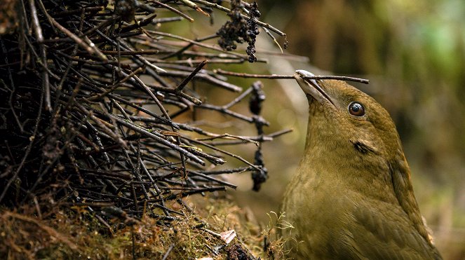 The Mating Game - Jungles: In the Thick of It - Z filmu