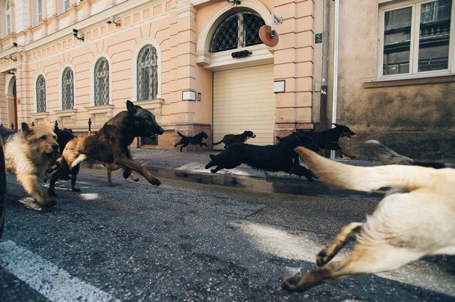 Fehér Isten - Forgatási fotók