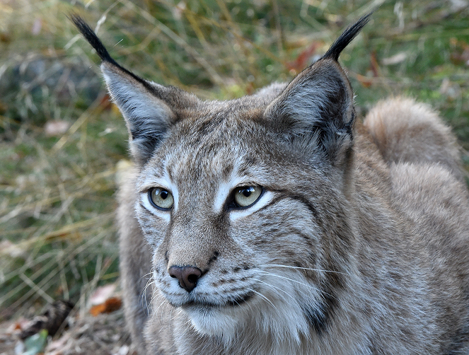 Lynx - Close Up - Photos