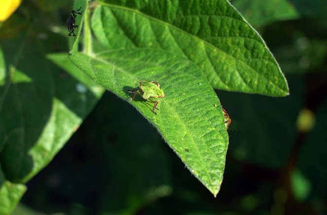 Insecticide, comment l'agrochimie a tué les insectes - Z filmu