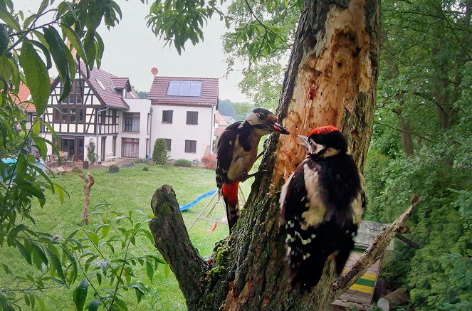 Knock, Knock - A Woodpecker's World - Photos