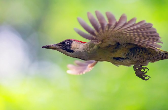 Knock, Knock - A Woodpecker's World - Photos