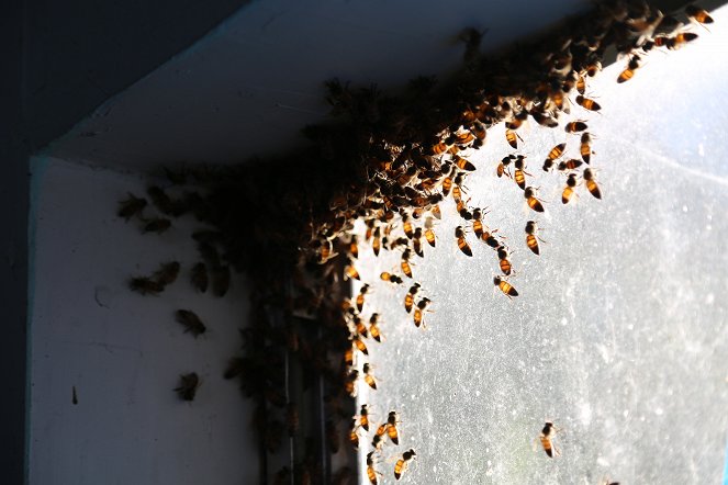Bee Czar - Photos