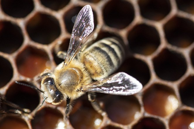 Der Herr der Bienen - Filmfotos