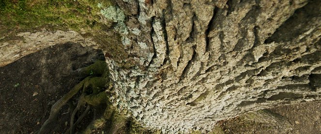 A tölgy – Az erdő szíve - Filmfotók