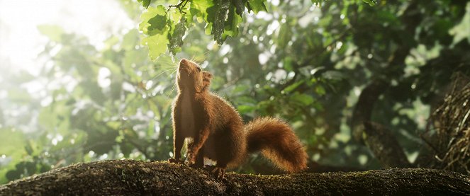 A tölgy – Az erdő szíve - Filmfotók