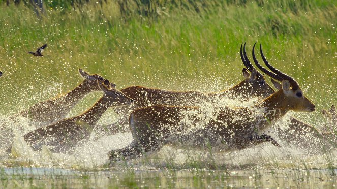 Delta Okavanga: Kousek ráje - Z filmu